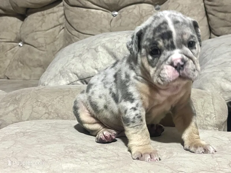 Blue  – English Bulldog puppy for sale in Orlando, FL