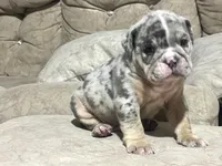 Blue , a male English Bulldog for sale in Orlando, FL – 1 of 8