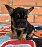 Blacky, a male French Bulldog for sale in Orlando, FL – 3 of 8