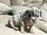 Blue , a male English Bulldog for sale in Orlando, FL – 4 of 8
