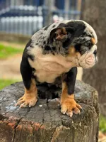 Blacky , a male English Bulldog for sale in Orlando, FL – 6 of 7
