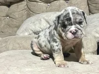 Blue , a male English Bulldog for sale in Orlando, FL – 5 of 8