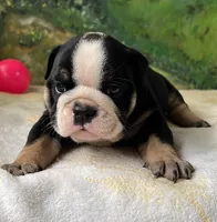 Rambo , a male English Bulldog for sale in Orlando, FL – 6 of 9