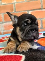 Blacky, a male French Bulldog for sale in Orlando, FL – 2 of 8