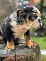 Blacky , a male English Bulldog for sale in Orlando, FL – 4 of 7