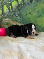 Rambo , a male English Bulldog for sale in Orlando, FL – 1 of 9