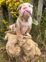 Kayla, a female English Bulldog for sale in Orlando, FL – 6 of 8