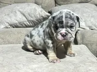 Blue , a male English Bulldog for sale in Orlando, FL – 2 of 8