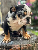 Blacky , a male English Bulldog for sale in Orlando, FL – 3 of 7