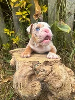 Kayla, a female English Bulldog for sale in Orlando, FL – 4 of 8