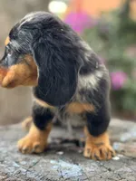 Oreo, a male Miniature Dachshund for sale in Orlando, FL – 6 of 6