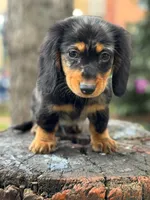 Oreo, a male Miniature Dachshund for sale in Orlando, FL – 4 of 6