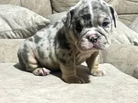 Blue , a male English Bulldog for sale in Orlando, FL – 8 of 8