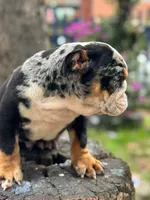 Blacky , a male English Bulldog for sale in Orlando, FL – 5 of 7