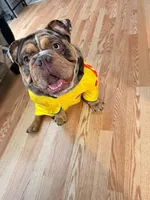 Rambo , a male English Bulldog for sale in Orlando, FL – 3 of 6