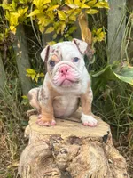 Kayla, a female English Bulldog for sale in Orlando, FL – 3 of 8
