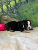 Rambo , a male English Bulldog for sale in Orlando, FL – 4 of 9