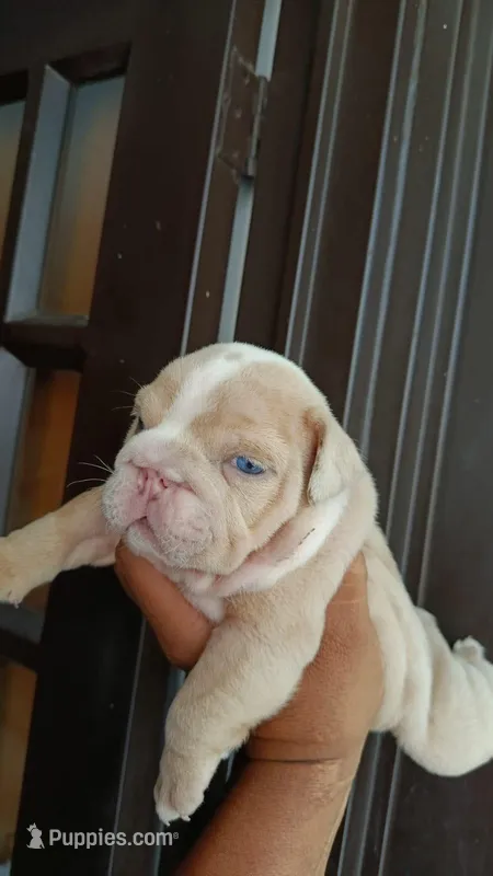 Thor  – English Bulldog puppy for sale in Orlando, FL