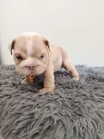 Thor , a male English Bulldog for sale in Orlando, FL – Photo 3 of 6