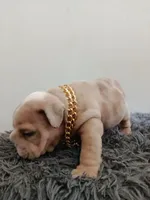 Thor , a male English Bulldog for sale in Orlando, FL – Photo 2 of 6