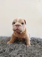 Thor , a male English Bulldog for sale in Orlando, FL – Photo 5 of 6