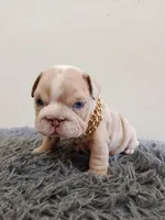 Thor , a male English Bulldog for sale in Orlando, FL – Photo 6 of 6