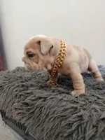 Thor , a male English Bulldog for sale in Orlando, FL – Photo 4 of 6