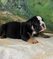 Rambo , a male English Bulldog for sale in Orlando, FL – 3 of 9