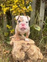 Kayla, a female English Bulldog for sale in Orlando, FL – 5 of 8