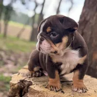 Chokis, a male English Bulldog for sale in Orlando, FL – Photo 2 of 7