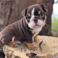 Chokis, a male English Bulldog for sale in Orlando, FL – Photo 6 of 7