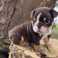 Chokis, a male English Bulldog for sale in Orlando, FL – Photo 3 of 7