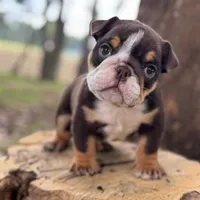 Chokis, a male English Bulldog for sale in Orlando, FL – Photo 7 of 7