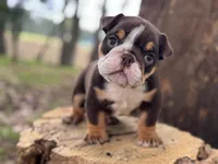 processed/553d510a-316d-4c85-8cf2-5de417e06585/listing/d4746054-6005-4934-bcae-c300fe164f27/8b46b942-0e66-4add-8e99-f4e022ea41b8