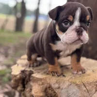 Chokis, a male English Bulldog for sale in Orlando, FL – Photo 5 of 7