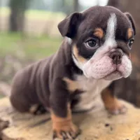 Chokis, a male English Bulldog for sale in Orlando, FL – Photo 4 of 7