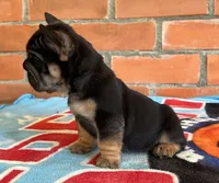 Blacky, a male French Bulldog for sale in Orlando, FL – 8 of 8