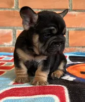 Blacky, a male French Bulldog for sale in Orlando, FL – 4 of 8