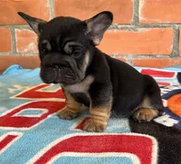 Blacky, a male French Bulldog for sale in Orlando, FL – 7 of 8