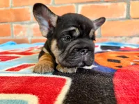 Blacky, a male French Bulldog for sale in Orlando, FL – 6 of 8