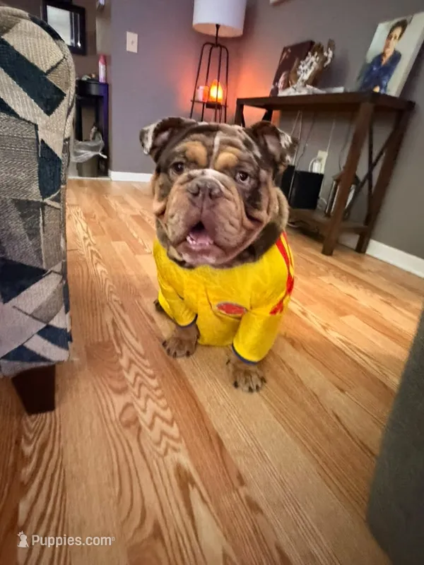 Rambo  – English Bulldog puppy for sale in Orlando, FL