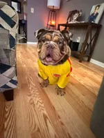 Rambo , a male English Bulldog for sale in Orlando, FL – 1 of 6
