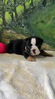 Rambo , a male English Bulldog for sale in Orlando, FL – 2 of 9