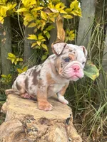 Kayla, a female English Bulldog for sale in Orlando, FL – 1 of 8