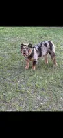 Rambo , a male English Bulldog for sale in Orlando, FL – 5 of 6
