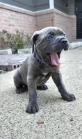 Storm, a female Cane Corso for sale in Houston, TX – 2 of 4
