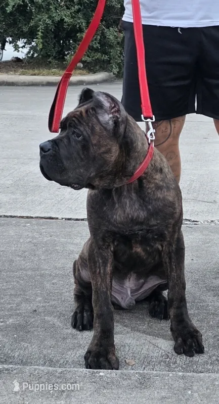 Juggernaut – Cane Corso puppy for sale in Houston, TX
