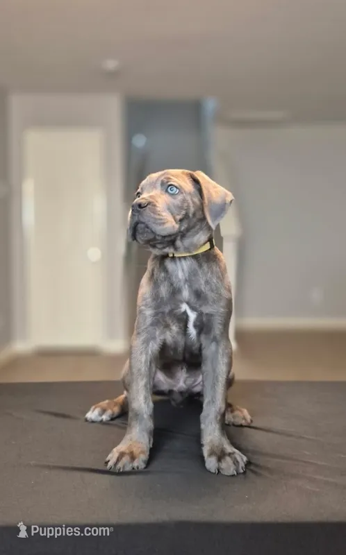 Logan – Cane Corso puppy for sale in Houston, TX
