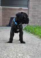 Mystique, a female Cane Corso for sale in Houston, TX – 4 of 5