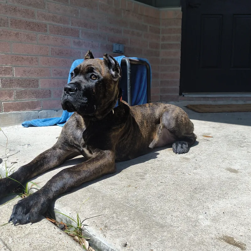 Beast – Cane Corso puppy for sale in Houston, TX
